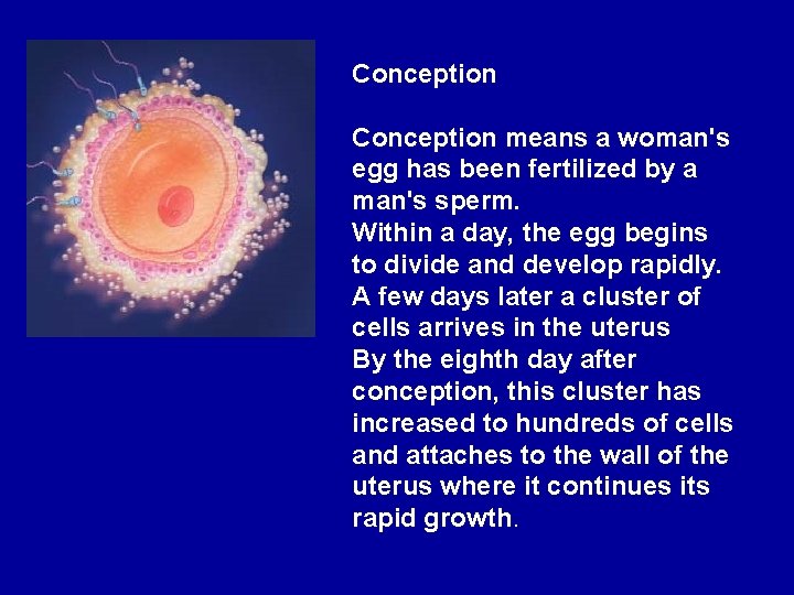 Conception means a woman's egg has been fertilized by a man's sperm. Within a