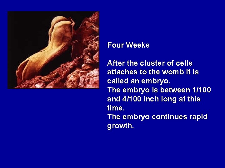 Four Weeks After the cluster of cells attaches to the womb it is called
