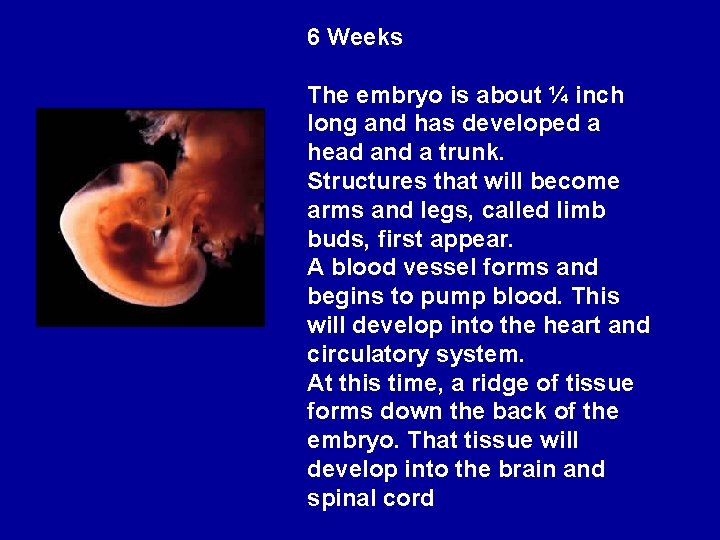 6 Weeks The embryo is about ¼ inch long and has developed a head