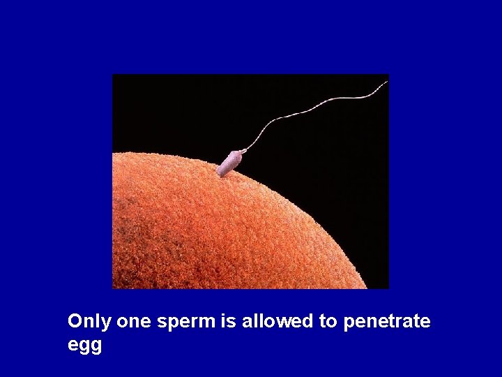 Only one sperm is allowed to penetrate egg 