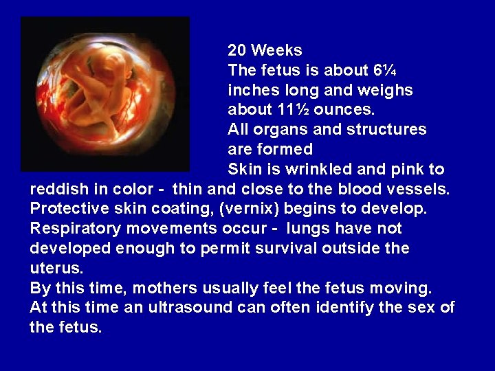 20 Weeks The fetus is about 6¼ inches long and weighs about 11½ ounces.