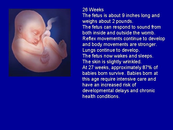 26 Weeks The fetus is about 9 inches long and weighs about 2 pounds.