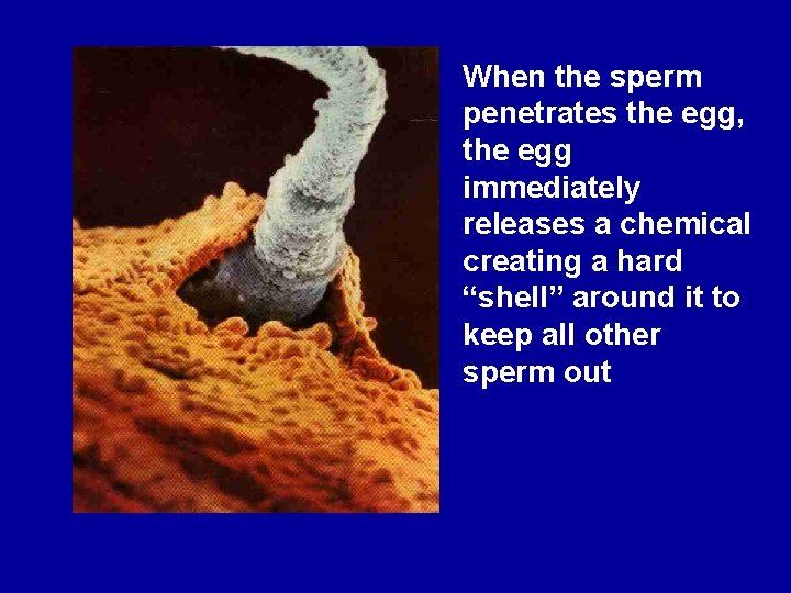 When the sperm penetrates the egg, the egg immediately releases a chemical creating a