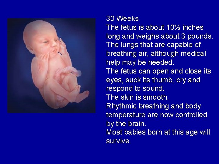 30 Weeks The fetus is about 10½ inches long and weighs about 3 pounds.
