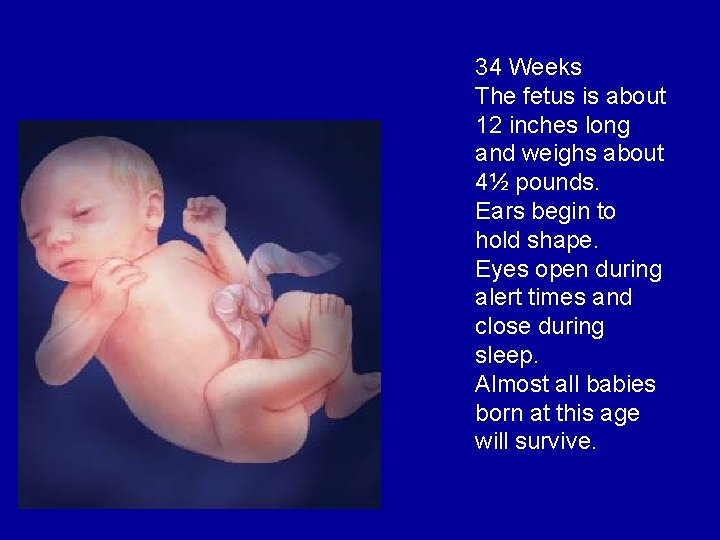 34 Weeks The fetus is about 12 inches long and weighs about 4½ pounds.