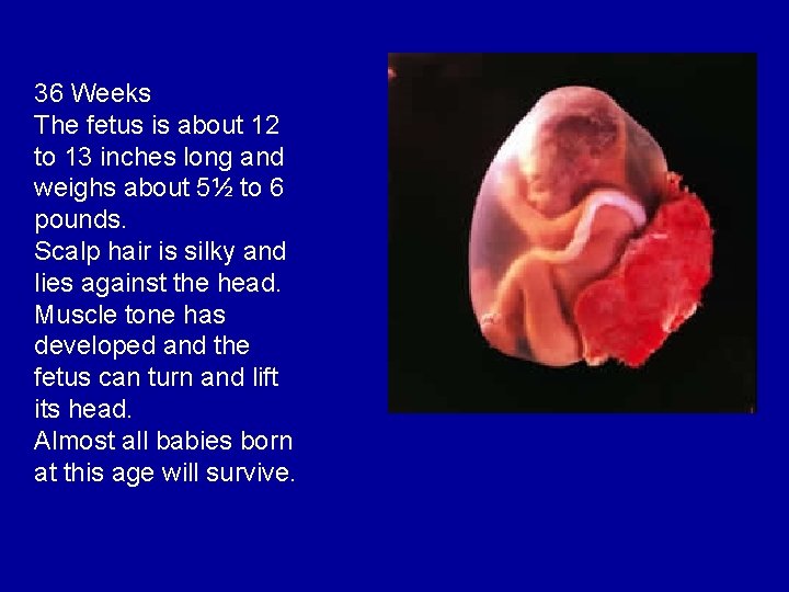 36 Weeks The fetus is about 12 to 13 inches long and weighs about