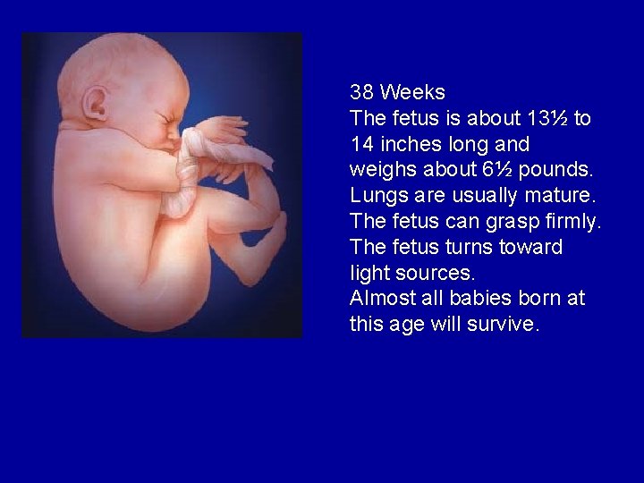 38 Weeks The fetus is about 13½ to 14 inches long and weighs about