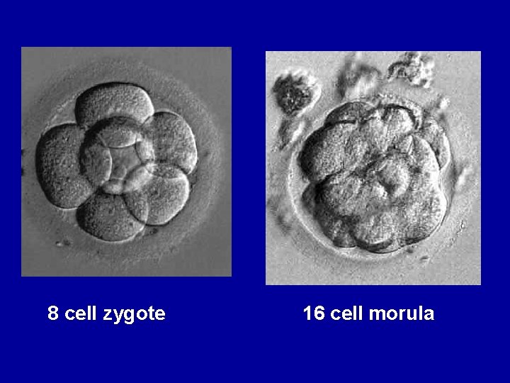 8 cell zygote 16 cell morula 