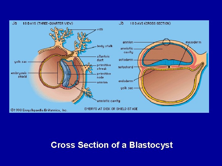 Cross Section of a Blastocyst 