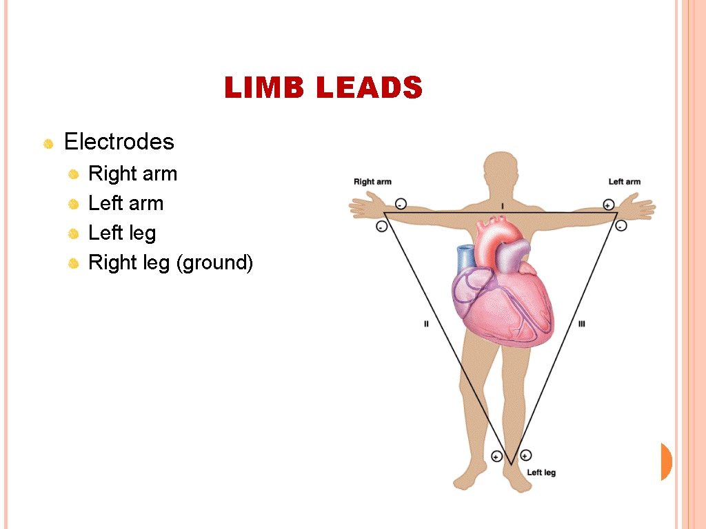 LIMB LEADS Electrodes Right arm Left leg Right leg (ground) 