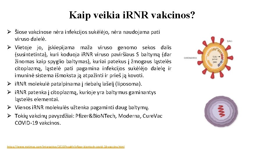 Kaip veikia i. RNR vakcinos? Ø Šiose vakcinose nėra infekcijos sukėlėjo, nėra naudojama pati
