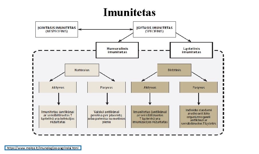 Imunitetas https: //www. mokze. lt/imunologijos-pagrindai. html 