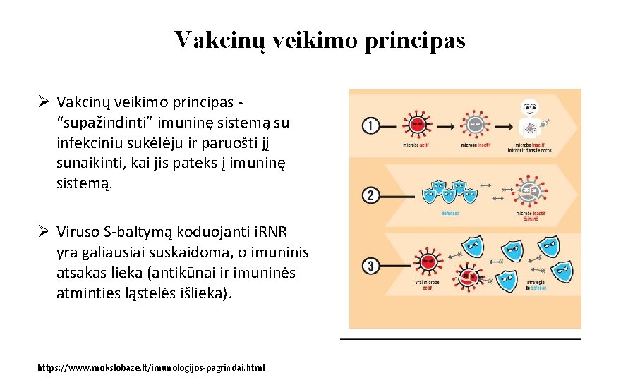 Vakcinų veikimo principas Ø Vakcinų veikimo principas “supažindinti” imuninę sistemą su infekciniu sukėlėju ir
