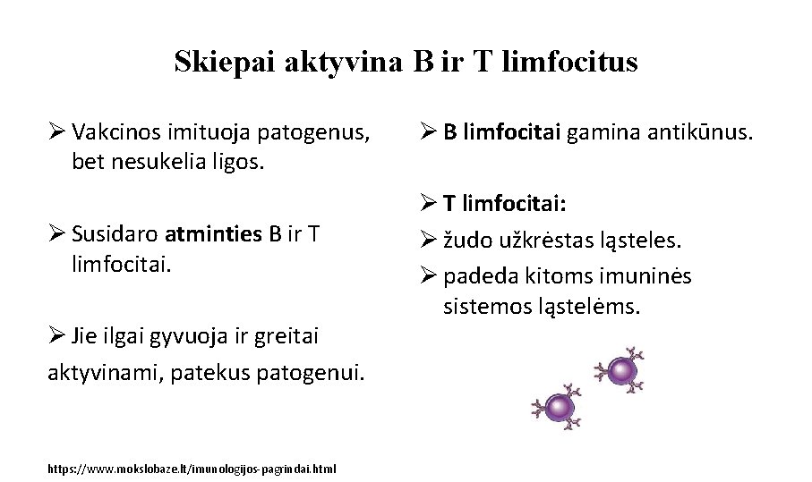 Skiepai aktyvina B ir T limfocitus Ø Vakcinos imituoja patogenus, bet nesukelia ligos. Ø