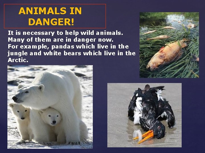 Top 5 Problem Animals Every day we hear about environmental problems Acid