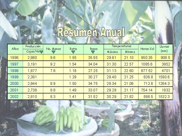 Años Producción Cajas/Ha No. Manos Ratio Pesos Temperaturas Máxima Mínima Horas Sol Lluvias (mm)