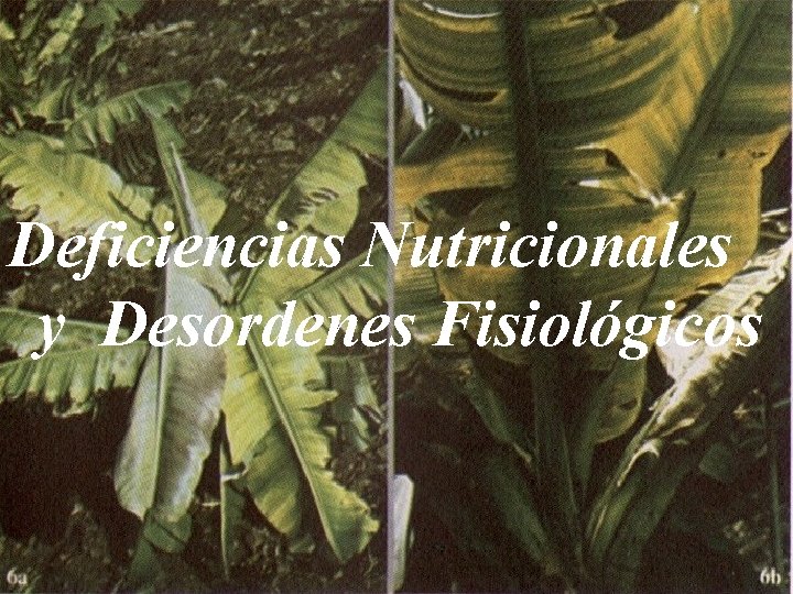 Deficiencias Nutricionales y Desordenes Fisiológicos 