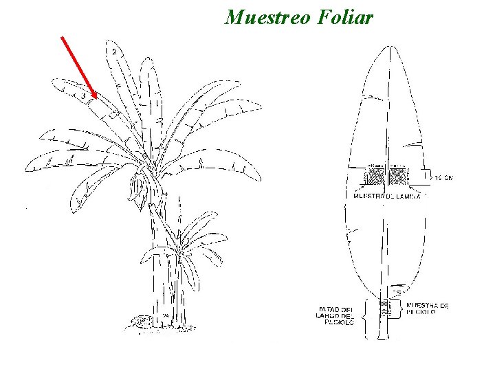 Muestreo Foliar 