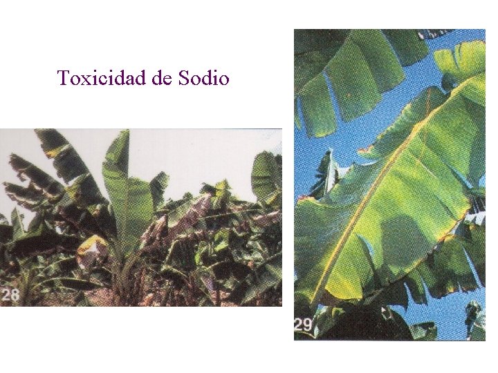 Toxicidad de Sodio 