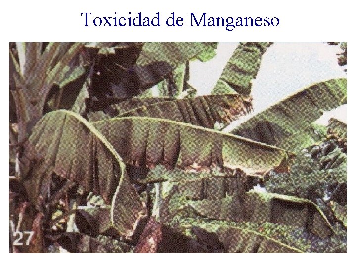 Toxicidad de Manganeso 