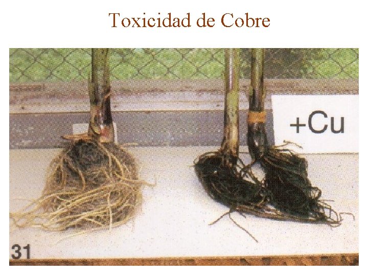 Toxicidad de Cobre 