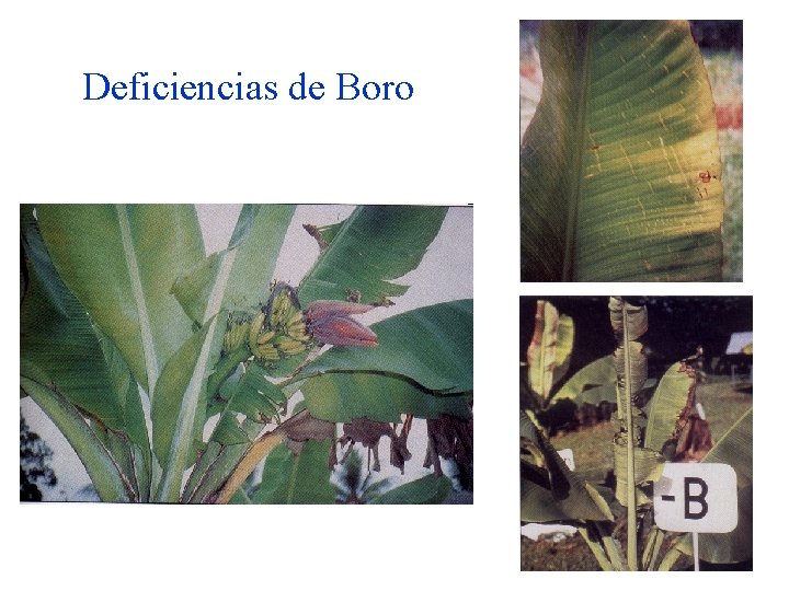 Deficiencias de Boro 