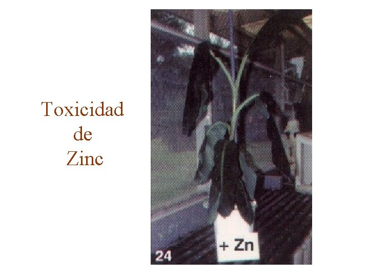 Toxicidad de Zinc 