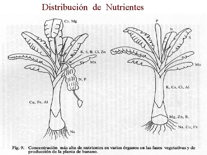 Distribución de Nutrientes 