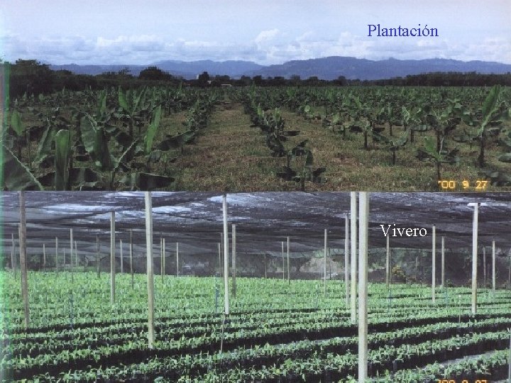 Plantación Vivero 