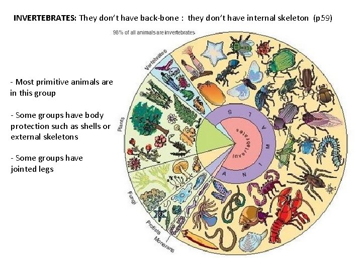 INVERTEBRATES: They don’t have back-bone : they don’t have internal skeleton (p 59) -