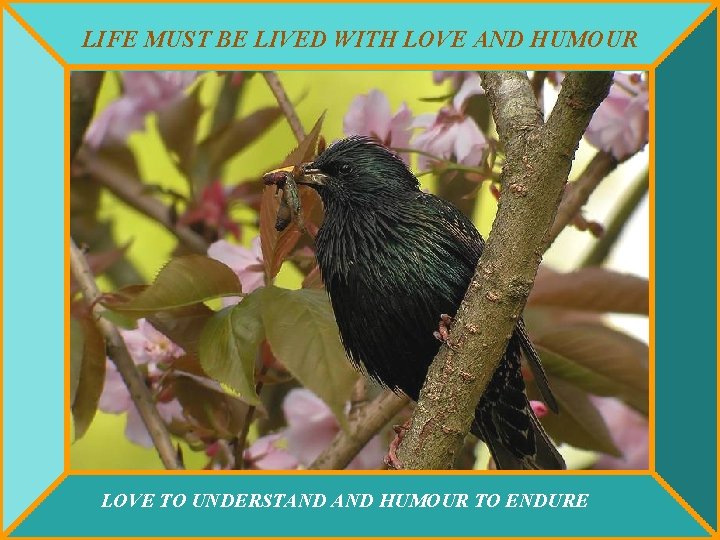 LIFE MUST BE LIVED WITH LOVE AND HUMOUR LOVE TO UNDERSTAND HUMOUR TO ENDURE
