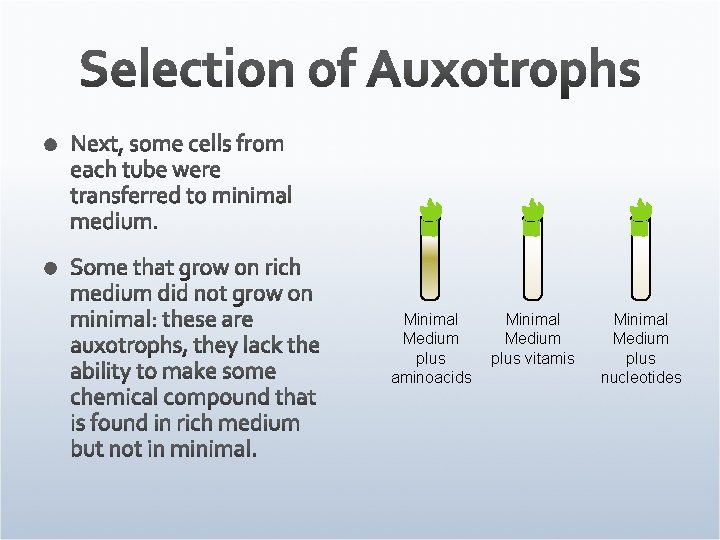 Minimal Medium plus aminoacids Minimal Medium plus vitamis Minimal Medium plus nucleotides 