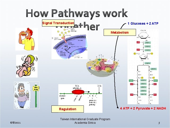 Signal Transduction 1 Glucoses + 2 ATP Metabolism Regulation 6/8/2021 Taiwan International Graduate Program