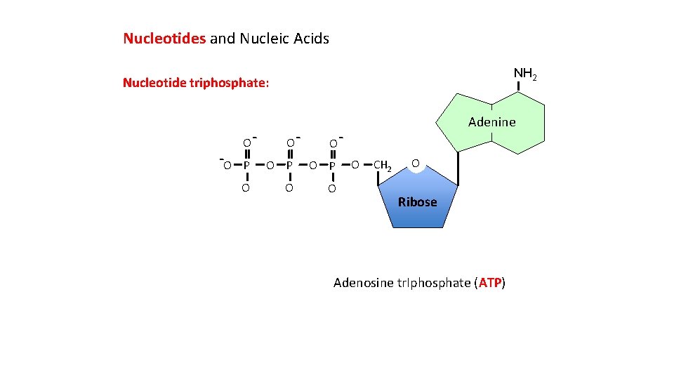 Nucleotides and Nucleic Acids NH 2 Nucleotide triphosphate: -O O- O- Adenine O- P