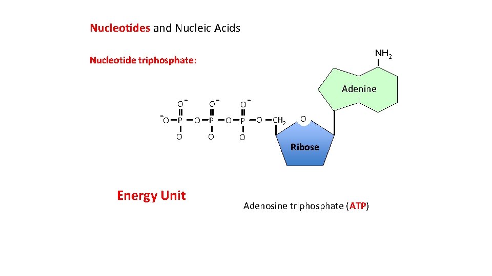 Nucleotides and Nucleic Acids NH 2 Nucleotide triphosphate: -O O- O- O- P O