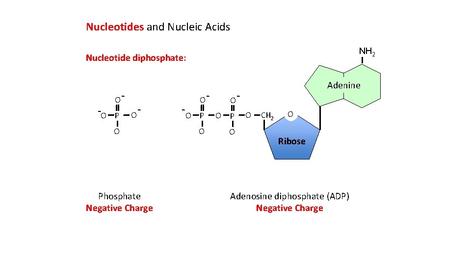 Nucleotides and Nucleic Acids NH 2 Nucleotide diphosphate: -O OP O - O Phosphate
