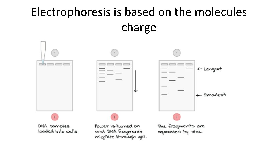 Electrophoresis is based on the molecules charge 