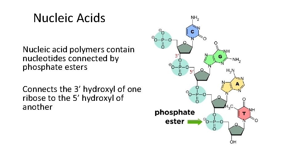 Nucleic Acids Nucleic acid polymers contain nucleotides connected by phosphate esters Connects the 3’