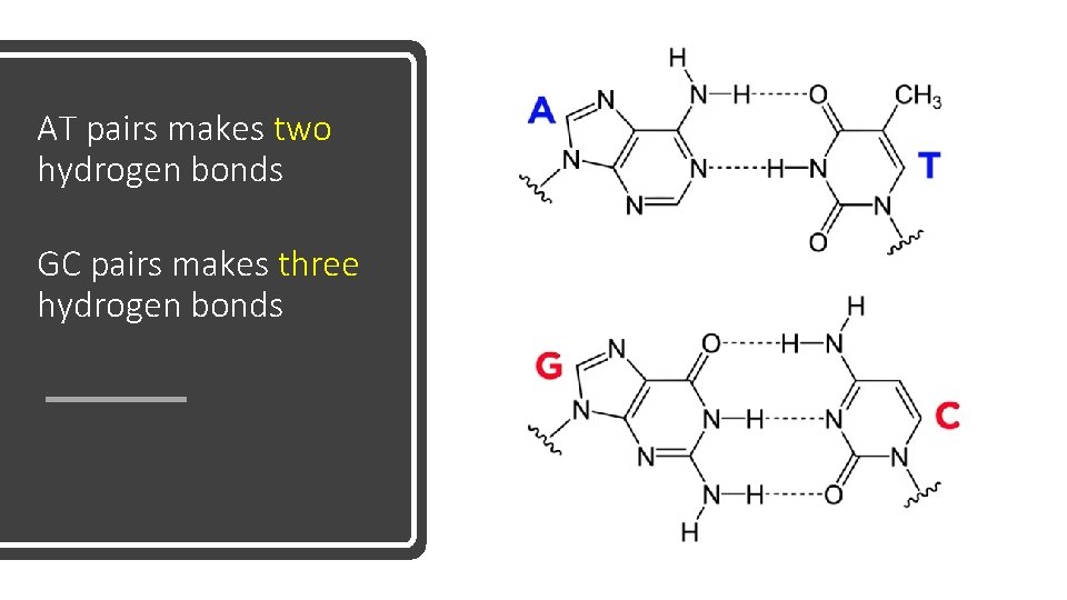 AT pairs makes two hydrogen bonds GC pairs makes three hydrogen bonds 