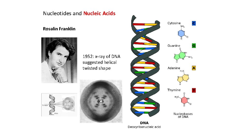 Nucleotides and Nucleic Acids Rosalin Franklin 1952: x-ray of DNA suggested helical twisted shape