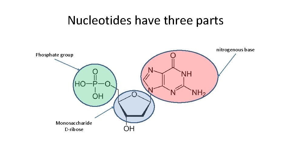 Nucleotides have three parts Phosphate group Monosaccharide D-ribose nitrogenous base 