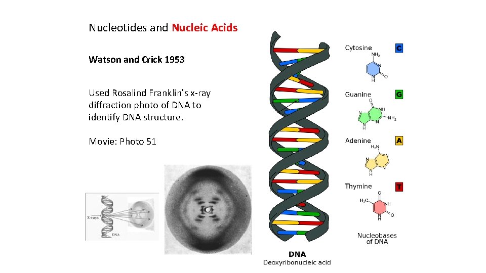 Nucleotides and Nucleic Acids Watson and Crick 1953 Used Rosalind Franklin's x-ray diffraction photo