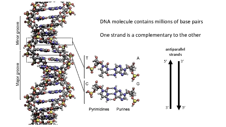 DNA molecule contains millions of base pairs One strand is a complementary to the