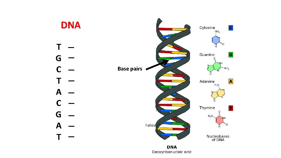 DNA T G C T A C G A T A G G A