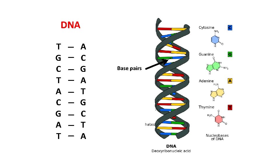 DNA T G C T A C G A T G C T A