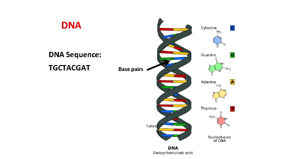 DNA Sequence: TGCTACGAT Base pairs 