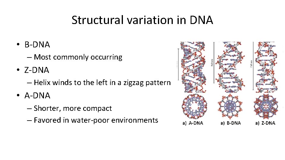 Structural variation in DNA • B-DNA – Most commonly occurring • Z-DNA – Helix