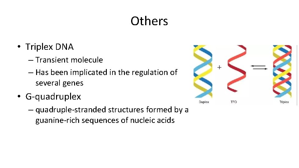 Others • Triplex DNA – Transient molecule – Has been implicated in the regulation