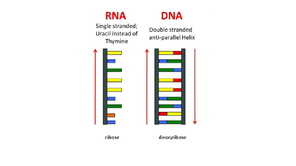 ribose deoxyribose 