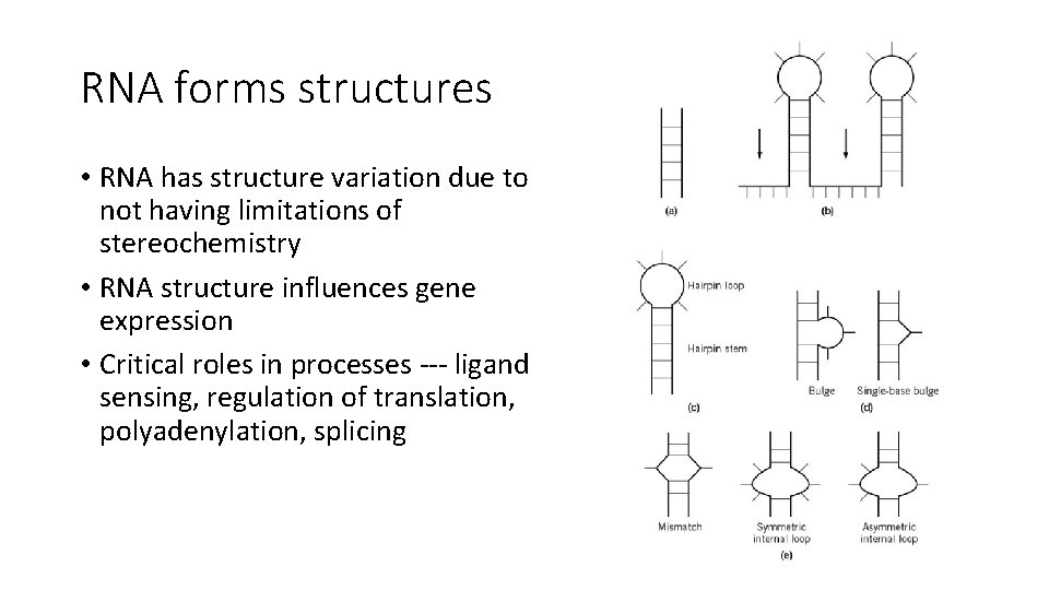 RNA forms structures • RNA has structure variation due to not having limitations of